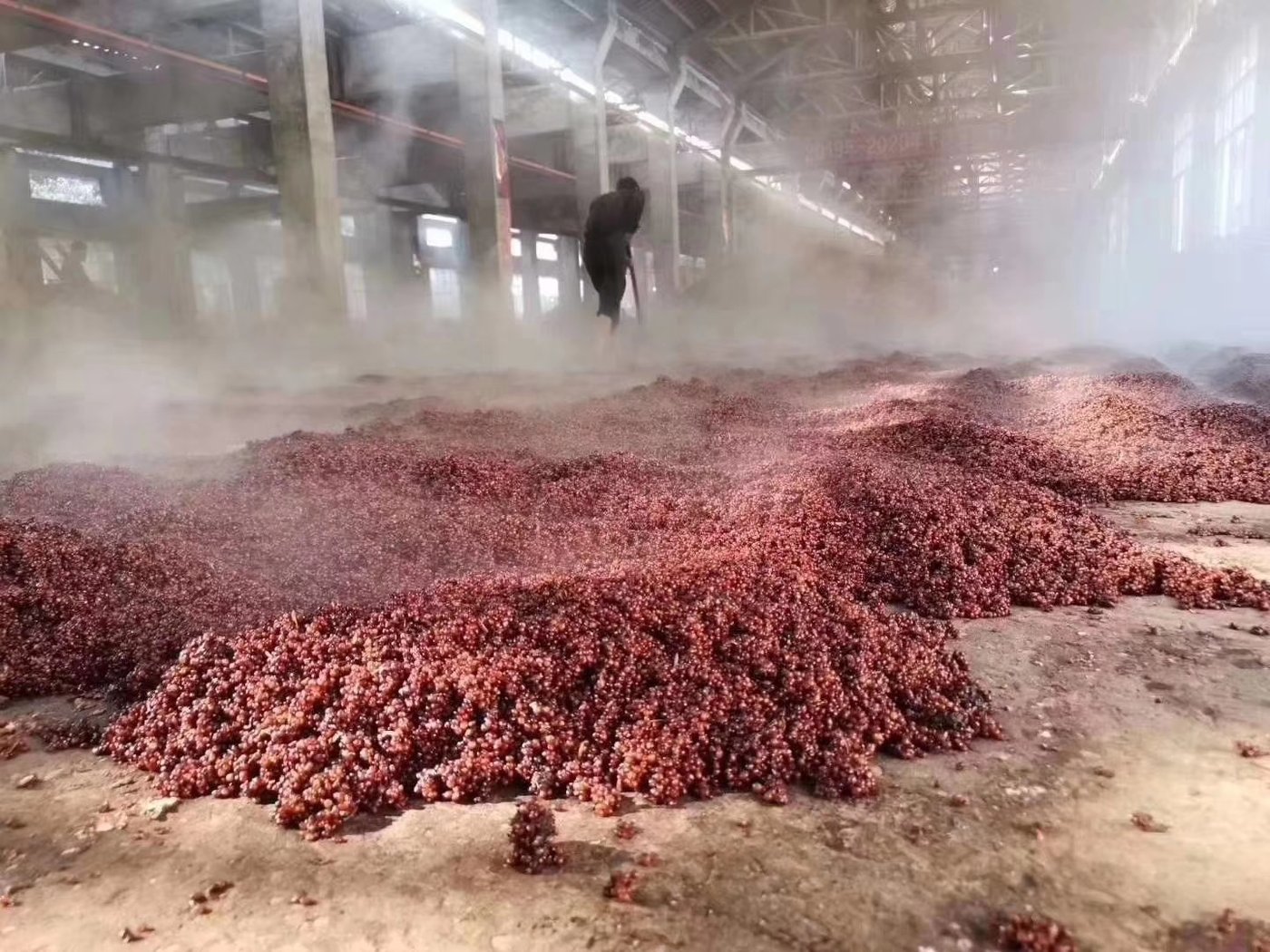 车间全景 · 蒸汽腾腾中的红粱酒醅
